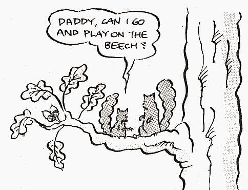 crapjoke-076-beech.jpg