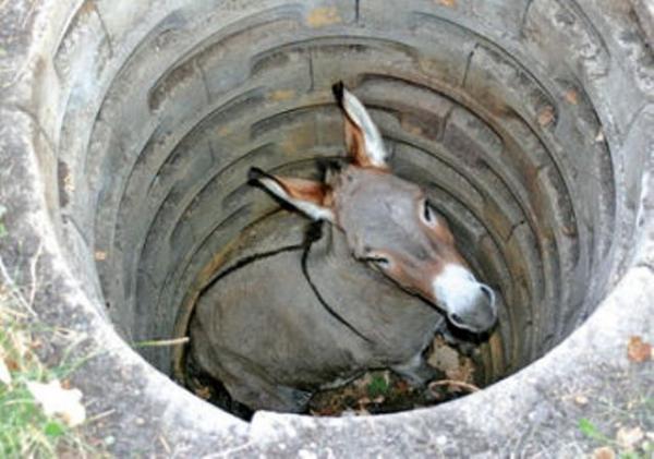 sewer_horse_ass_hole.jpg