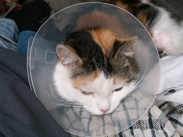 cat-2010-06-29.jpg