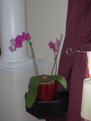 orchids 001.jpg