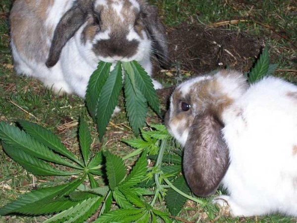 rabbits.jpg