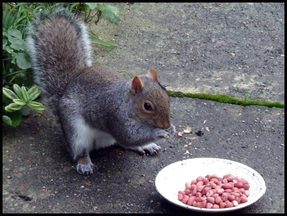 squirrel.jpg
