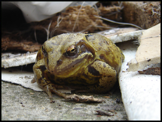 frog.jpg