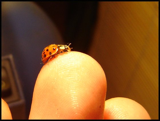 ladybird2.jpg