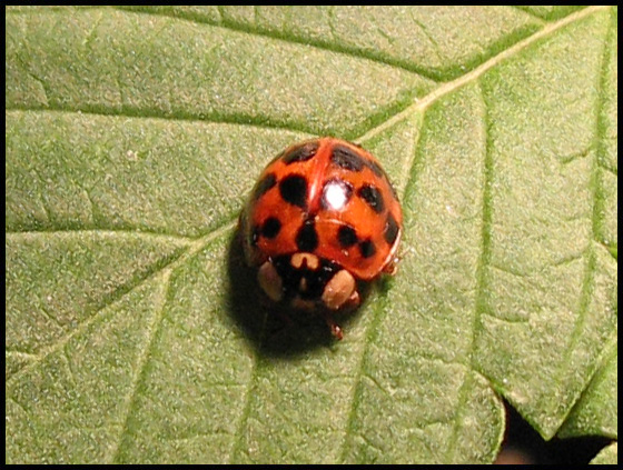 ladybird3.jpg